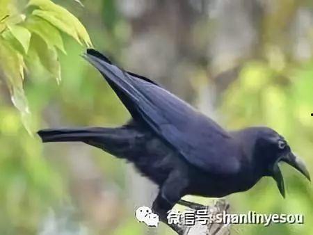 1刑的乌鸦 特别篇,揭秘1刑特别篇的惊悚谜团