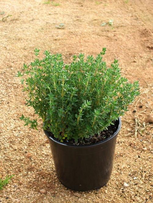 甜蜜香草,探寻甜蜜香草的神秘魅力